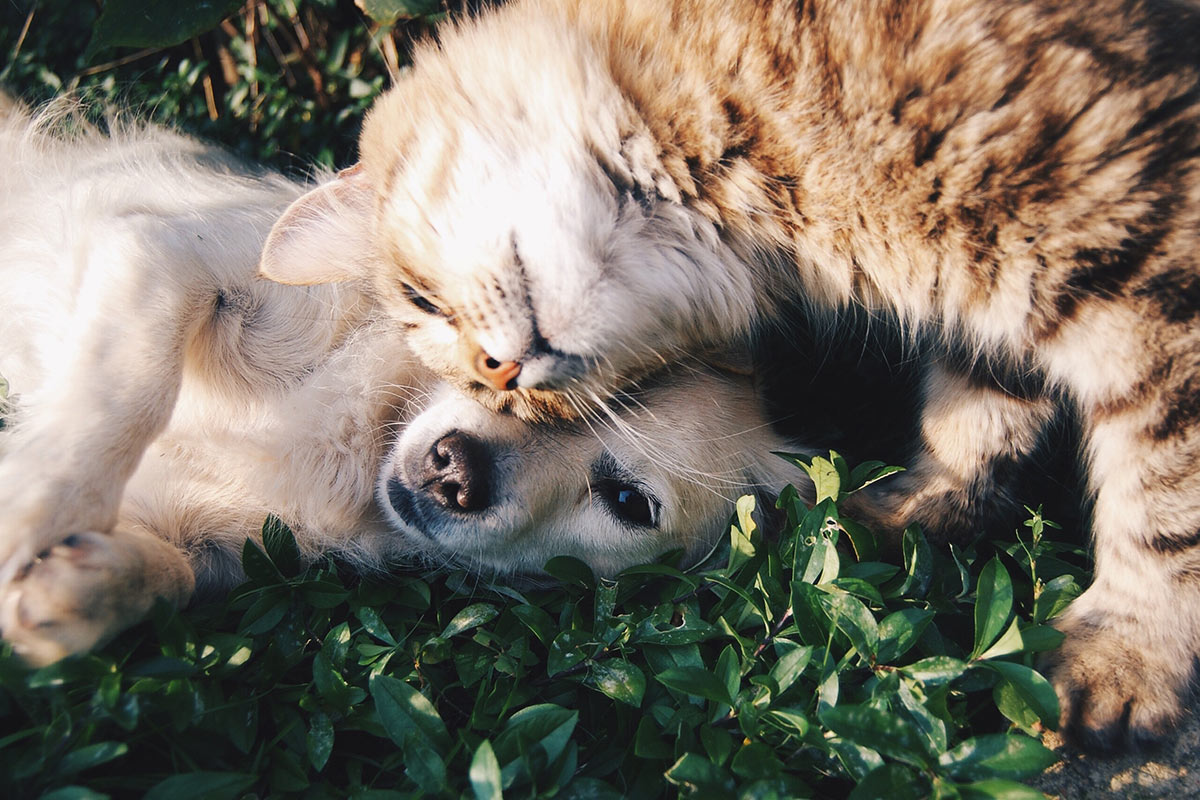 Puppy and cat lying in grass